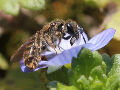 Lasioglossum sp.